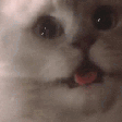 AnimatedCatTriggered