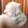 kitsleepinhand