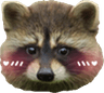 chubblushyraccoon
