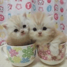 kitteacup