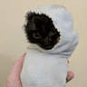 kitsock