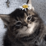 kitflower