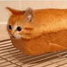 Bread_Cat