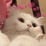 catuwu