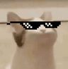 Cat_Pop_Sunglasses