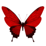 red_butterfly