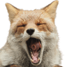 FoxYawn