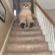 fml_stairs