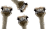 kel_egg_joce_moe