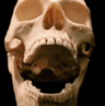 skully