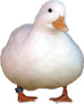 pato