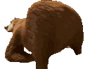 bear