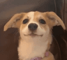 echosmile