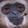 420_monkey_smoke