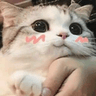 images_38