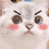 sqcat1