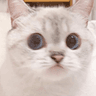 sqcat3