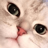 sqcatstare1