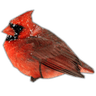 bCardinal