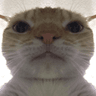 7885catstare