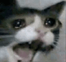 catkhovcl