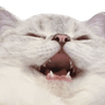 catkek