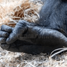 feet_gorilla