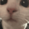 6603catstare