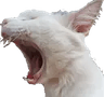 Cat_scream