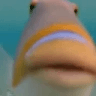 FunnyFish