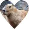 booty_capybaraheart