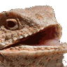 Hehe_lizard