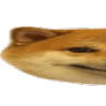 622doge1