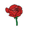636rose