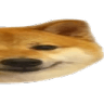 822doge2