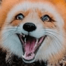 foxhappy