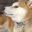 DogWeird