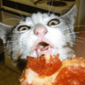 9961pizzacat