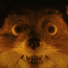 ciderfox