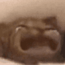 catsob