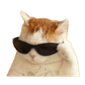 Cat_Cool