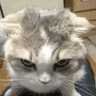 Gatoenojado