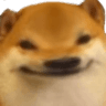 2360doge5head