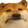 5632dogesad