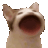 bla_cat