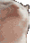 Disco_Cat
