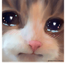 cat_cry