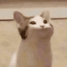 happicat