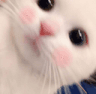 owokitty