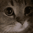 Kitty2